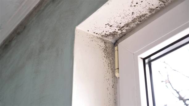 Best Environmental Consulting for Mold Prevention  in Calcium, NY