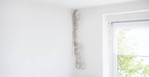 Best Black Mold Removal  in Calcium, NY